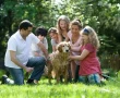 families dog