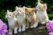 Best kinds of cat