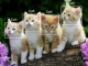 Best kinds of cat