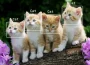 Best kinds of cat
