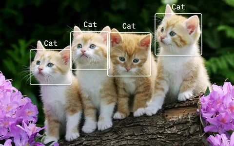 Best kinds of cat