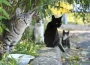 Popular kinds of cats including Persian, Siamese, Maine Coon,