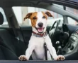 cute dog