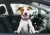 cute dog