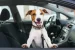cute dog