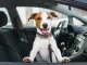 cute dog