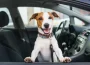 cute dog