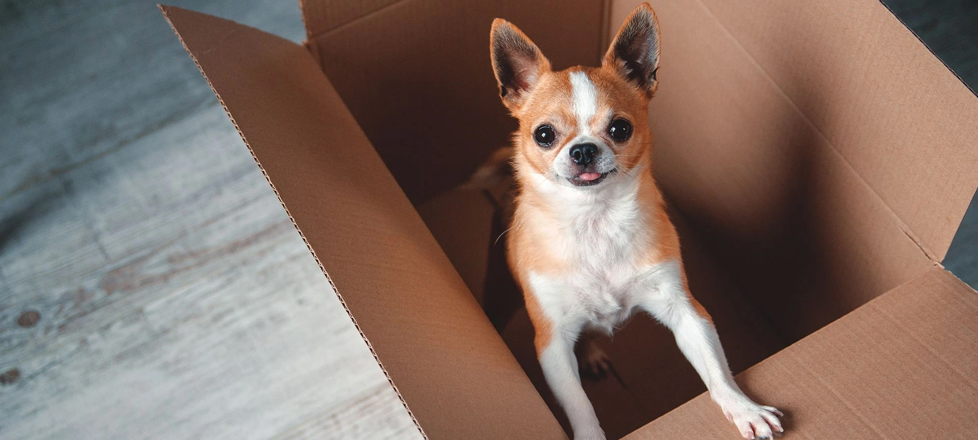 shipping-pets